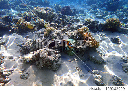 nice coral reef in the Egypt, Safaga nice coral reef in the Egypt, Safaga 139382069