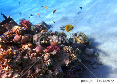 nice coral reef in the Egypt, Safaga nice coral reef in the Egypt, Safaga 139382072