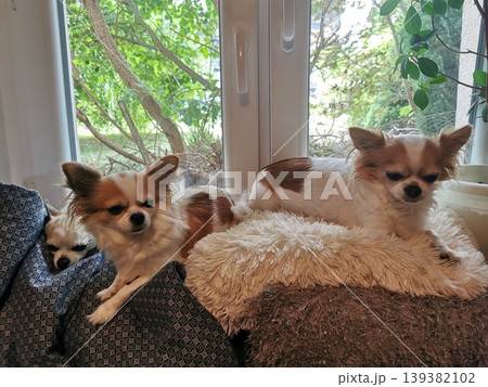 small chihuahuas resting small chihuahuas resting 139382102