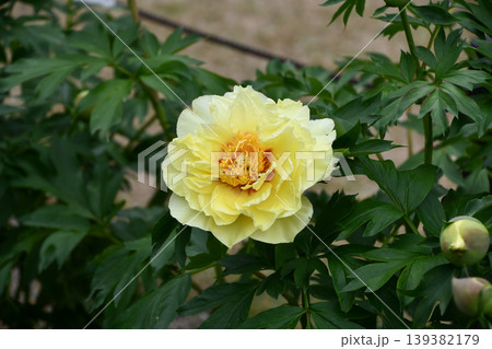 シャクヤク「バートゼラ」 Chinese Peony ‘Bert Zerah' シャクヤク「バートゼラ」 Chinese Peony ‘Bert Zerah' 139382179