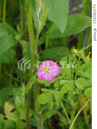 ベニバナユウゲショウの花・2026年4月 ベニバナユウゲショウの花・2026年4月 139382373