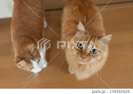 座って見上げる可愛い猫 茶トラ猫 座って見上げる可愛い猫 茶トラ猫 139382626