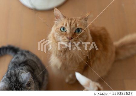 座って見上げる可愛い猫 茶トラ猫 座って見上げる可愛い猫 茶トラ猫 139382627