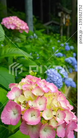紫陽花 1706 01 139382752
