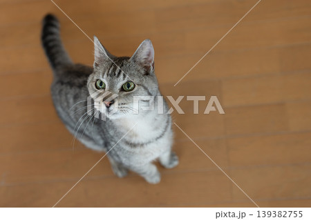 見上げる可愛い猫 サバトラ猫 見上げる可愛い猫 サバトラ猫 139382755