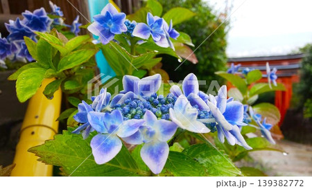 神社と紫陽花 2006 01 神社と紫陽花 2006 01 139382772