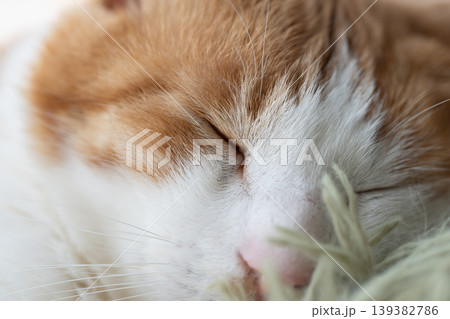 眠る猫 茶トラ白 眠る猫 茶トラ白 139382786