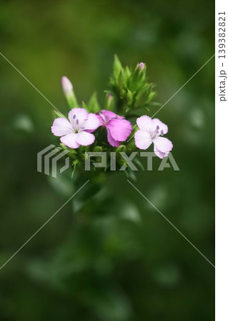 ハマナデシコ　白と紅色の花 139382821