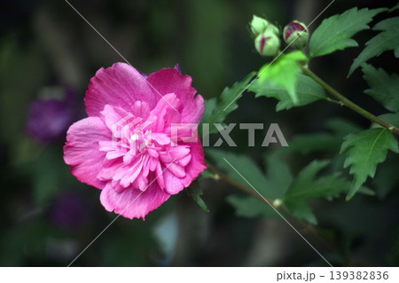 ムクゲ 八重咲き咲きで紅紫色の花 ムクゲ 八重咲き咲きで紅紫色の花 139382836