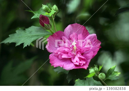 ムクゲ 八重咲き咲きで紅紫色の花 ムクゲ 八重咲き咲きで紅紫色の花 139382838