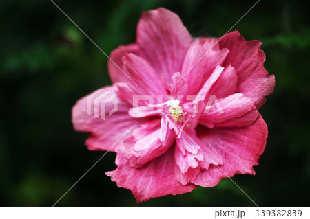 ムクゲ 八重咲き咲きで赤紫色の花 ムクゲ 八重咲き咲きで赤紫色の花 139382839