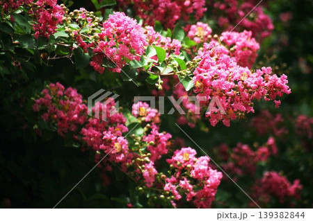 サルスベリ　紅赤色の花 139382844