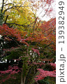 色づいた紅葉 139382949