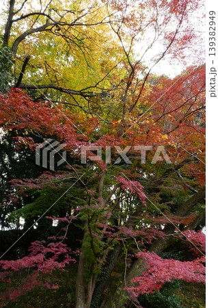 色づいた紅葉 色づいた紅葉 139382949