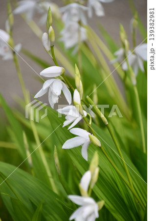 シロバナシラン　White hyacinth orchid 139382981