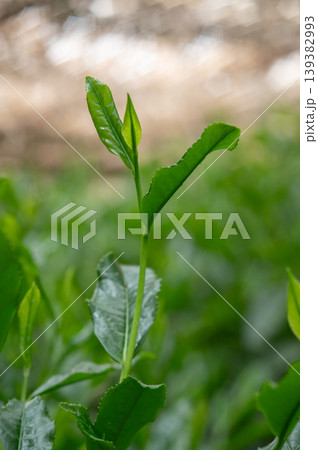 玉露新茶の新芽 139382993