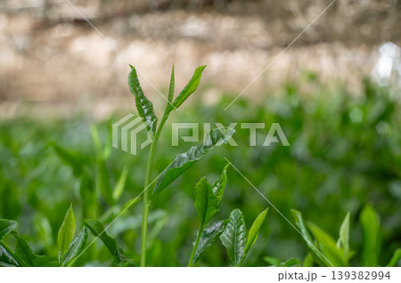 玉露新茶の新芽 玉露新茶の新芽 139382994