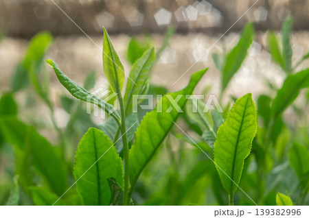 玉露新茶の新芽 玉露新茶の新芽 139382996
