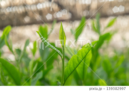 玉露新茶の新芽 玉露新茶の新芽 139382997