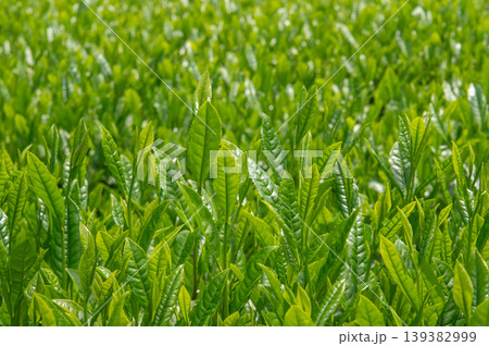 新茶の新芽 新茶の新芽 139382999