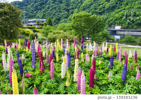 【相模原市】ルピナスが満開の津久井湖城山公園 【相模原市】ルピナスが満開の津久井湖城山公園 139383236