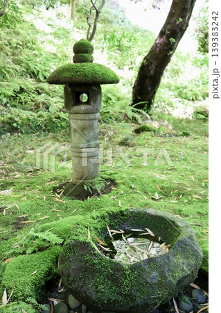 苔の生えた石灯籠 水鉢 苔の生えた石灯籠 水鉢 139383242