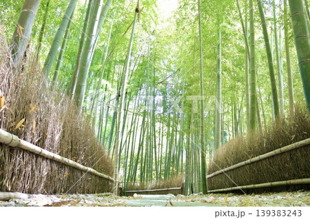 竹林の小径 竹林の小径 139383243