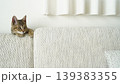 キジトラ子猫 139383355