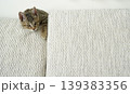 キジトラ子猫 139383356