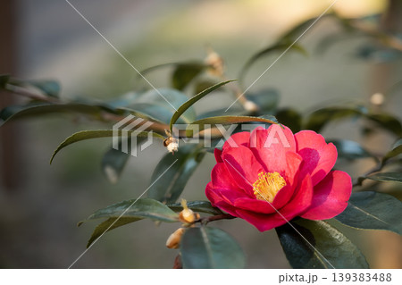 夕日に照らされる赤い山茶花の花と葉 夕日に照らされる赤い山茶花の花と葉 139383488