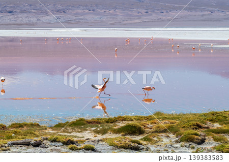 Serene pink flamingos at Laguna Colorada in Bolivia colorful salt lake Serene pink flamingos at Laguna Colorada in Bolivia colorful salt lake 139383583