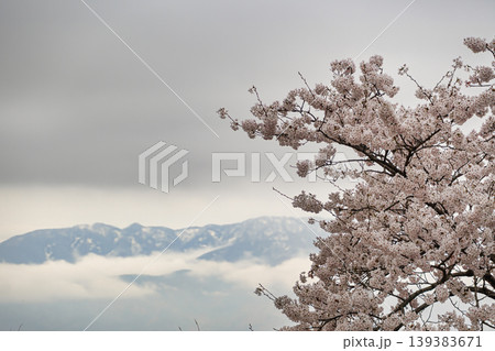 残雪の山々と雲海を背景に咲き誇る満開の桜 残雪の山々と雲海を背景に咲き誇る満開の桜 139383671