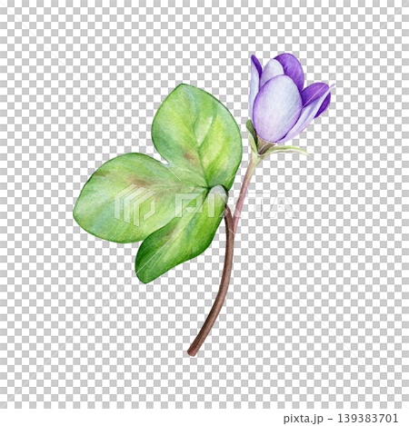 Purple spring flower bud, anemone hepatica, liverwort. Hand drawn botanical watercolor illustration isolated on white background. Good for prints, packaging, branding, stationery and floral design Purple spring flower bud, anemone hepatica, liverwort. Hand drawn botanical watercolor illustration isolated on white background. Good for prints, packaging, branding, stationery and floral design 139383701