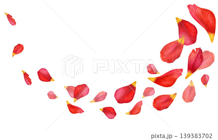 Red tulip petals with yellow tips arranged in a flowing diagonal composition. Hand-drawn botanical watercolor illustration on white background. Ideal for borders, invitations, packaging, stationery 139383702
