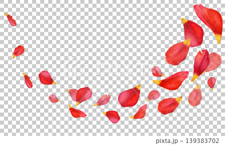 Red tulip petals with yellow tips arranged in a flowing diagonal composition. Hand-drawn botanical watercolor illustration on white background. Ideal for borders, invitations, packaging, stationery 139383702