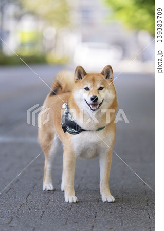 柴犬(5歳の男の子) 柴犬(5歳の男の子) 139383709