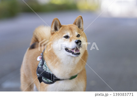 柴犬(5歳の男の子) 柴犬(5歳の男の子) 139383771