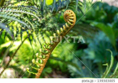 Young curled fern frond unfurling in a lush green environment Young curled fern frond unfurling in a lush green environment 139383805