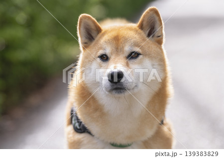 柴犬(5歳の男の子) 柴犬(5歳の男の子) 139383829