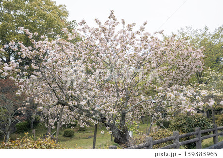 桜 さくら サクラ 139383965