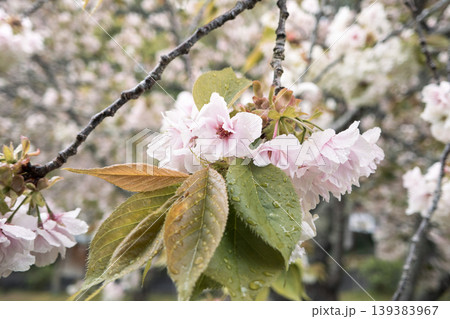 桜 さくら サクラ 139383967