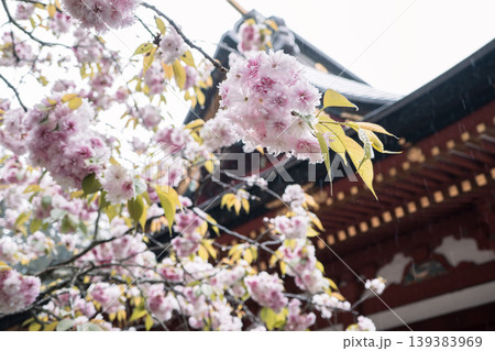桜 さくら サクラ 139383969