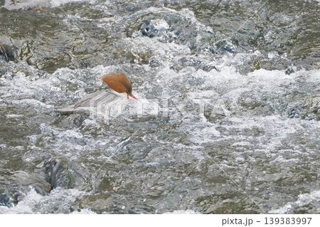 激流で餌を探すカワアイサの雌 激流で餌を探すカワアイサの雌 139383997
