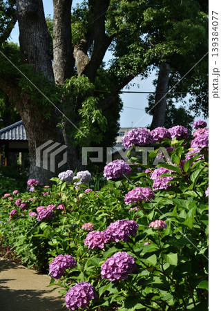 藤森神社 紫陽花苑 紫のアジサイ(京都市伏見区) 藤森神社 紫陽花苑 紫のアジサイ(京都市伏見区) 139384077