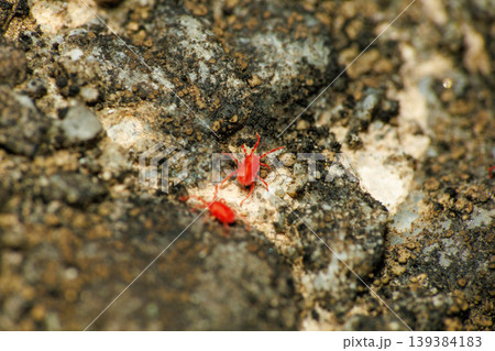 春に地面を動き回る小さなタカラダニ 春に地面を動き回る小さなタカラダニ 139384183
