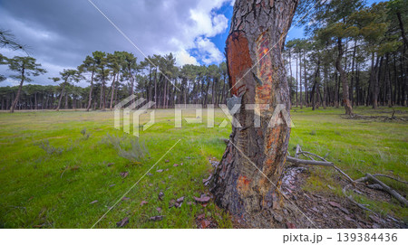 Maritime Pine Resin Industry, Spain 139384436