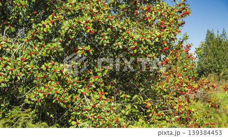 Acebal de Pradena Holly Forest, Spain 139384453
