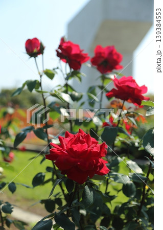 荒尾市 おもやい市民花壇 バラの花、 荒尾市 おもやい市民花壇 バラの花、 139384553