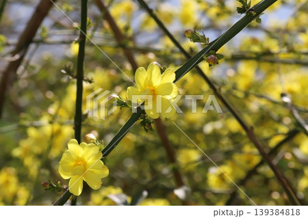 春の庭に咲く黄色いウンナンオウバイ(オウバイモドキ)の花 春の庭に咲く黄色いウンナンオウバイ(オウバイモドキ)の花 139384818