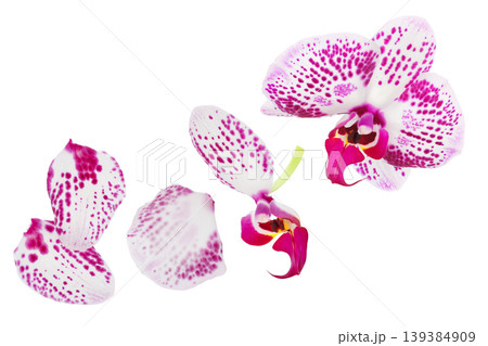 petal of pink phalaenopsis orchid flower isolated on white background petal of pink phalaenopsis orchid flower isolated on white background 139384909